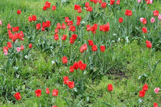 tulips on a lawn