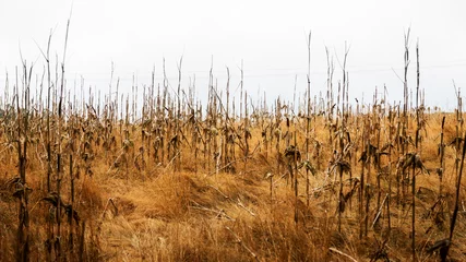 Fotobehang Draught Corn Field © tichr