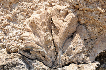 Old coral reef in Egypt 
