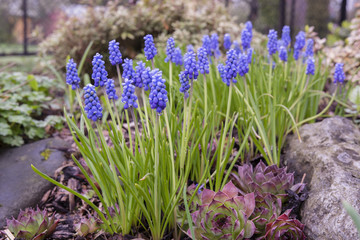 Fototapeta premium alpine blue flowers with green stem on a rock