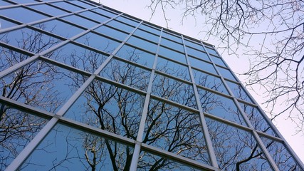 Bare trees reflection in business building windows