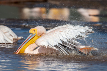 Great white pelican swimming on Lake Narasha National Park, Kenya, Africa