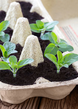 Pflanzen z&uuml;chten - Gartenarbeit