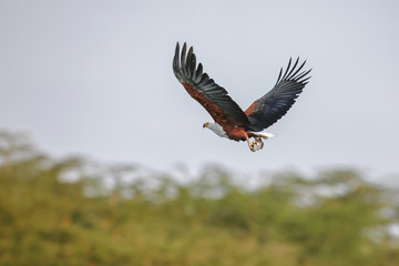 Falcon with outstretched wings under the cloudy blue sky
