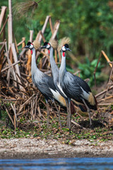 Grey crowned crane (Balearica regulorum)  in the savannah of Kenya, Africa