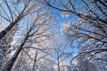 Snowy Winter Tree Scene