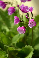 Fototapeta premium ニホンサクラソウ