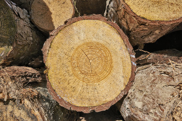 part of woodpile