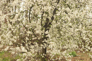 Spring flowering trees