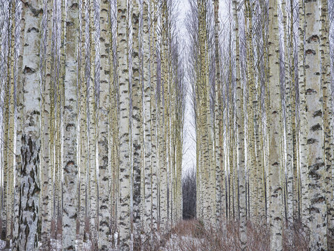 Birch forest