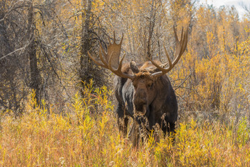 Bull Moose in Autumn