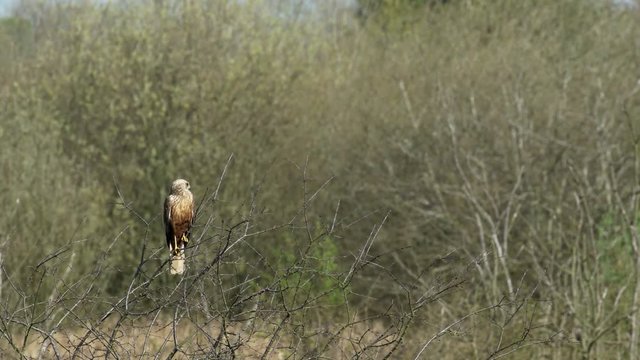 Male Western marsh harrier (Circus aeruginosus) perched in a tree.