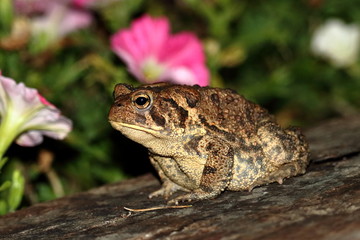 Toad in a Petunia Patch
