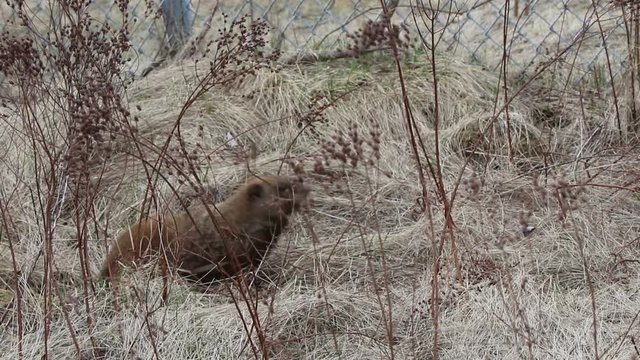 Marmotte