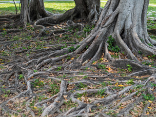 Fototapeta na wymiar Tree roots