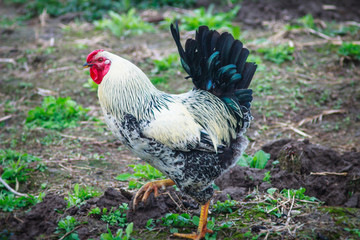 Beautiful rooster in the green grass.