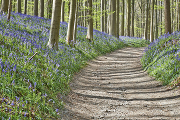 Magical Morning  in forest of Halle with bluebell flowers