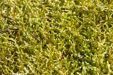 Plant background from sphagnum moss