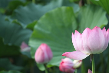 Obraz premium 蓮の花 水鳥のみち・京都府亀岡市