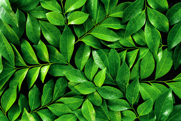 Green leaf with water drop on black background