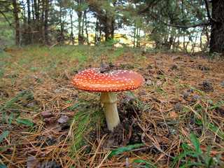 Mushroom fly agaric in a pine wood