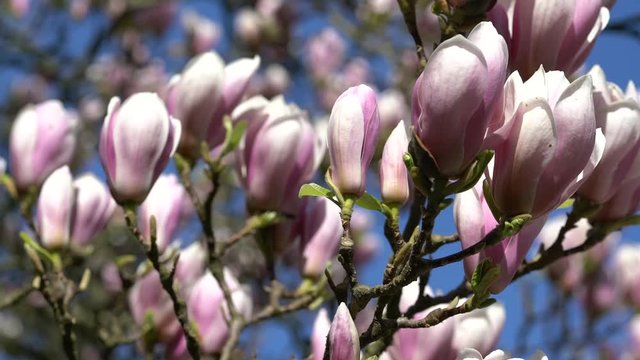 bl&uuml;hender Magnolienbaum im Park