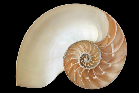 Nautilus Shell, Perfect Geometric Pattern On Black, Clipping Path