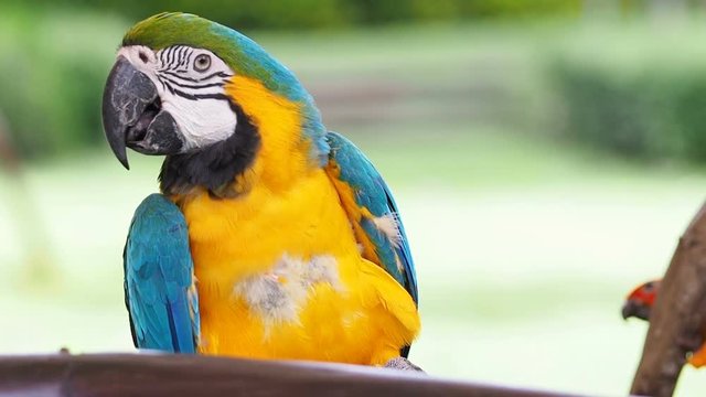 Cute macaw parrot bird resting on a branch, HD Clip.
