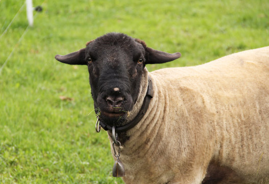 portrait of a sheep with black head