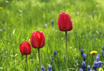 close photo of beautiful bright red blooms of tulips