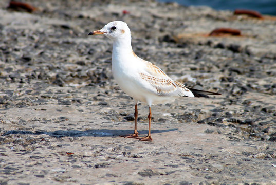 Seagull near Black sea in Odessa, Ukraine