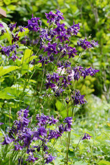 Group of purple blue Columbine flowers