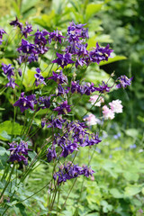 Group of purple blue Columbine flowers