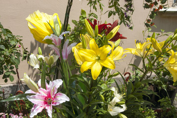 yellow and pink lilies on a bed