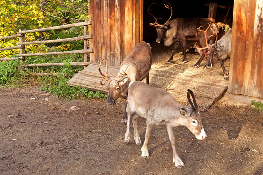 Reindeer In Skansen, Stockholm, Sweden