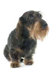 Wire haired dachshund