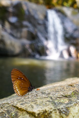Fototapeta na wymiar butterfly in forest and waterfall background.
