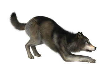 3D Illustration Wild Wolf on White