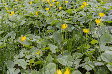 yellow flowers in the grass of the umbilical cord