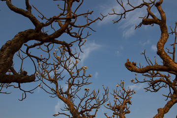 Rhododendron blooms. Hampi, India.