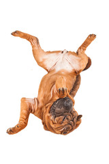 Sharpei dog isolated on white background. Studio photo.