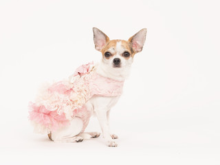 Chihuahua dog dressed in a pink and white dress on a white background