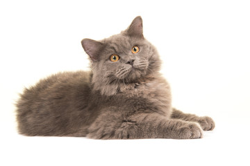 Pretty british longhair lying down isolated on a white background facing the camera