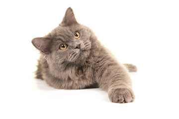 Cute grey british longhair kitten lying down isolated on a white background stretching his leg towards the camera