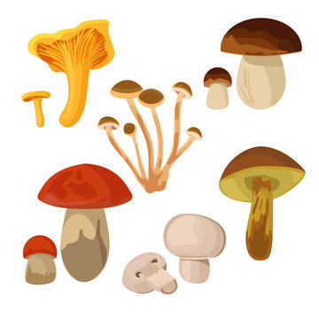Set of edible mushrooms isolated on white background. Chanterelle, Armillaria, Boletus edulis, Orange-cap boletus, Champignons, Xerocomus.
