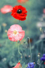 two bright poppy red and pink growing in a meadow amongst flowers