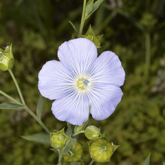 Linum bienne (pale flax), a flowering plant in the genus Linum, native to the Mediterranean region and western Europe, north to England and Ireland