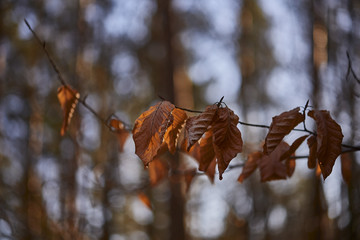 Autumn maple leaves against the blue sky with white clouds, illuminated by the sun