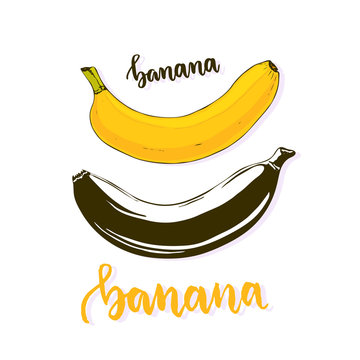 Banana isolated vector. Banana fruit silhouette and color. Cartoon banana vector icon, stickers, print or logo