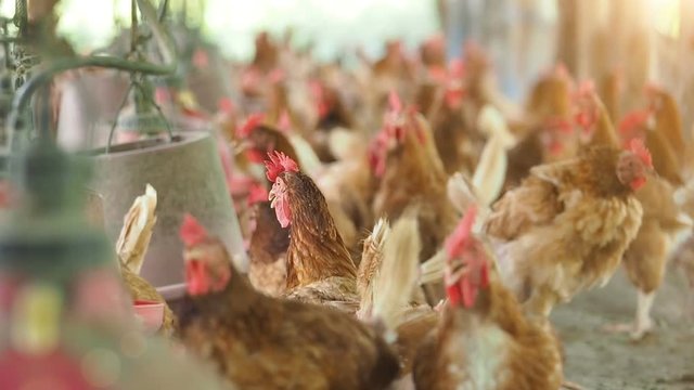 Eggs chicken farm.
